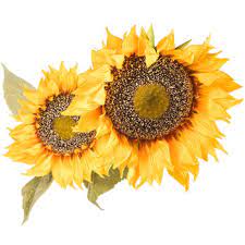 Modern sunflower themed kitchen decoration. Giant Yellow Gold Sunflower Stem Hobby Lobby 581074