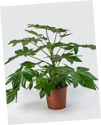 Check spelling or type a new query. How To Care For The Fatsia Japonica Horticure