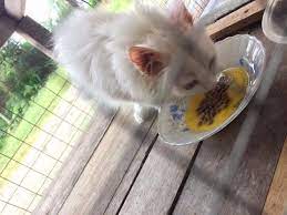 Meskipun ia membutuhkan lebih banyak nutrisi, itu bukan. Pastikan Bulu Kucing Lebih Lebat Dengan Makanan Yang Satu Ni Memang Cantik Jimat Pulak Tu Keluarga