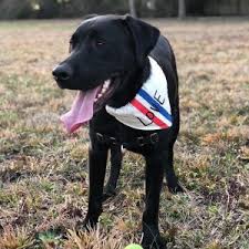 Labrador Retriever And Great Dane Mix The Complete