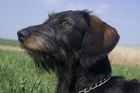 Image result for jezevčík drsnosrstý