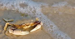 Bj S Pizza St George Island Fl St George Island Florida Saint George Island St George Island Florida St George Island Florida Beach
