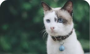 We did not find results for: Cat Cremation Memorial Services Pcs Pet Cremation Service