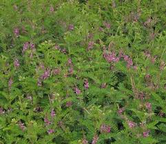 Image result for Indigofera cecilii