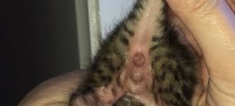 See full list on wikihow.com Please Help Me Determine My Kittens Gender Thecatsite