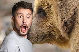 Is The Black Bear Population On The Rise In CNY?