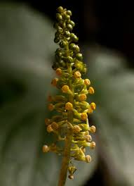 Image result for Dioscoreophyllum