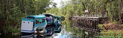 Raybe oh siew huey, 26, who was born in malaysia, had rushed to try and save her … Tanjung Puting National Park Kalimantan Roamindonesia Com