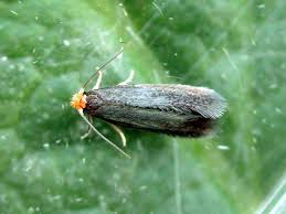 Image result for Stigmella malella