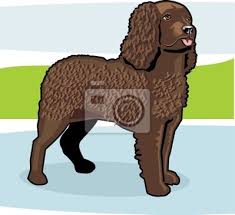 Image result for americký vodní španěl