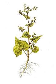 Image result for Fagopyrum snowdenii