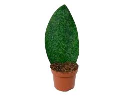 This beautiful whale fin sansevieria owes its name to the beautiful broad leaves. Sansevieria Grandis Whale Fin Indoor Plant Indoor Cactus And Succulents Dubai Garden Centre