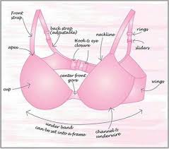 Learn about what libra zodiac sign means and how it affects your life. Bra Size Myth Decoded For All Breast Types Shyaway Blog