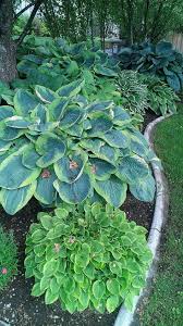 22 Best Design Ideas For Hosta Gardens Garten Pflanzen Hosta Garten Schattengarten