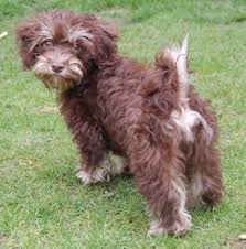 colors colours in havanese havaneser farben info chocolate brown colour color schokolade farbe havaneser havanese dogs havanese havanese puppies