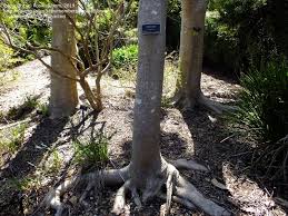 Image result for Polyscias fulva