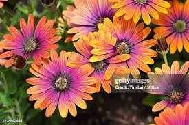 Image result for Osteospermum barberiae