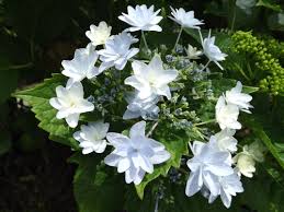 Ajisai Flowers Plants