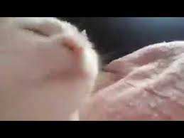 Cat listening to ievan polkka, turkish man and cat singing ievan polkka, ievan polkka cat version, ievan polkka turkish version #catvibingmeme #levanpolkka #music. Cat Vibing Youtube