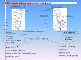 Sistem Pencernaan Ternak Ruminansia Ppt Download
