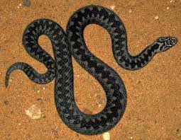 Pin On Snakes