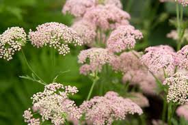 Image result for Pimpinella ledermannii
