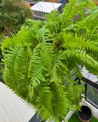 Image result for Polyphlebium