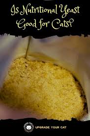is nutritional yeast good for cats