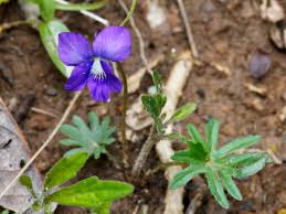 Image result for Violaceae