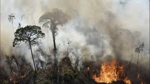 Amazon Sees Highest Levels Of Deforestation In 12 Years Kgw Com