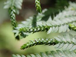 Image result for Selaginella vogelii