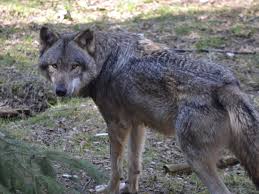 How images of beauty are used against women is a nonfiction book by naomi wolf, originally published in 1990 by chatto & windus in the uk and william morrow & co (1991) in the united states. Home Wolf Bleibt Wolf