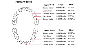 Teething Chart Information For Parents With A Teething Baby