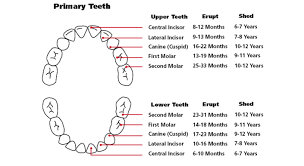 teething chart information for parents with a teething baby