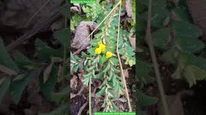 Image result for Crotalaria cylindrocarpa