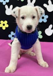 Meet our Easter pups! These adorable puppies are 8-week old Heeler mixes.  They have sweet personalities, are super cute, and their hearts are filled  with love! They will be ready for adoption