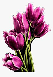 Selain 10 gambar bunga tulip ini juga, artikel ini menjelaskan tentang bunga tulip, untuk penjelasannya silahkan baca penjelasannya berikut ini. Tulips Flowers Purple Beautiful Boquet Freetoedit Bunga Tulip Pink Png Transparent Png Transparent Png Image Pngitem