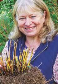 How to grow... hattie's pincushion