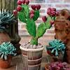 Prickly pear cactus — or also known as nopal, opuntia and other names — is promoted for treating diabetes, high cholesterol, obesity and hangovers. 1