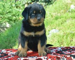 Find your perfect puppy here today. Rottweiler Puppies For Sale In Ukraine Rottweiler Puppies Rottweiler Samoyed Puppies For Sale