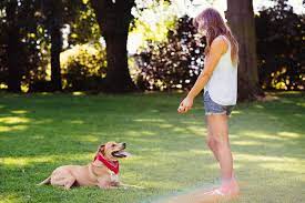 A Woman Plays Fetch With Her Dog In The Park By Kate Ames