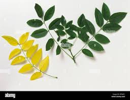 Image result for Styphnolobium