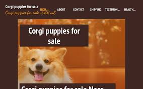 First 4 pictures are the boys and last picture is the girl. High Quality Pembroke Welsh Corgi Puppies For Sale Near You