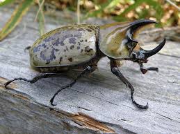 Maybe you would like to learn more about one of these? Eastern Hercules Beetle Greeting Card For Sale By Tina Camacho