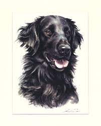 Your gifts can be earmarked for cancer/health purposes or for the rescue fund. Flat Coated Retriever 02 Gabriele Laubinger