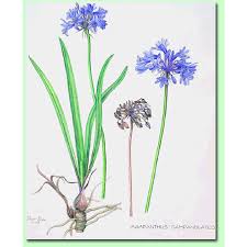 Image result for Agapanthus campanulatus