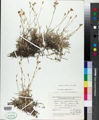 Image result for Cerastium afromontanum