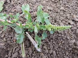 Image result for Amaranthus blitum