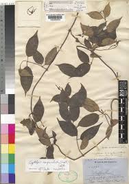 Image result for Cryptolepis hypoglauca