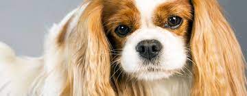Così, abbiamo selezionato le migliori razze di cani da appartamento: Le 10 Razze Di Taglia Piccola Che Sono Le Piu Silenziose Blog Cani